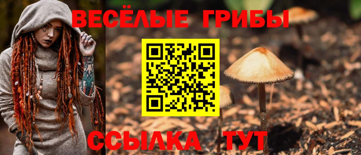 Северобайкальск  Галлюциногенные грибы прущие грибы  Вход с VPN 